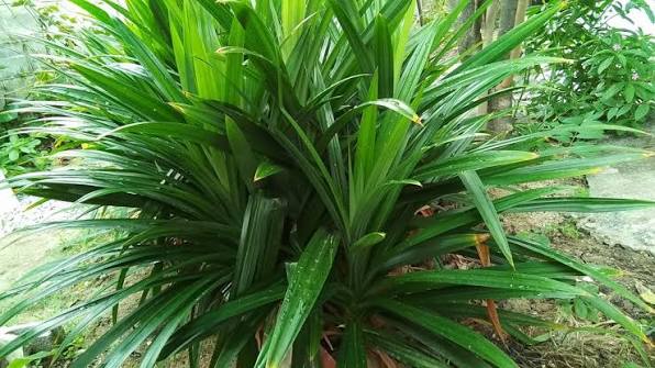 Pandanus Leaves